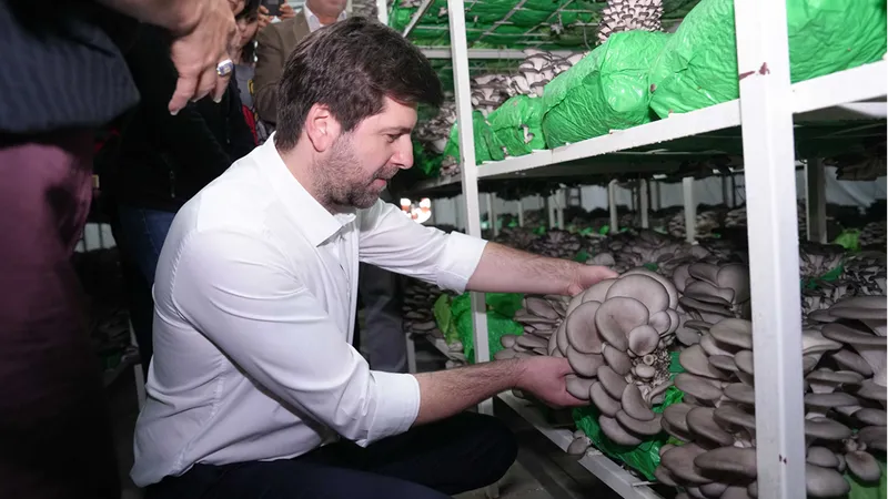 Tarsus ilçesinde kursiyerlerin yetiştirdiği istiridye mantarları hasat edildi 