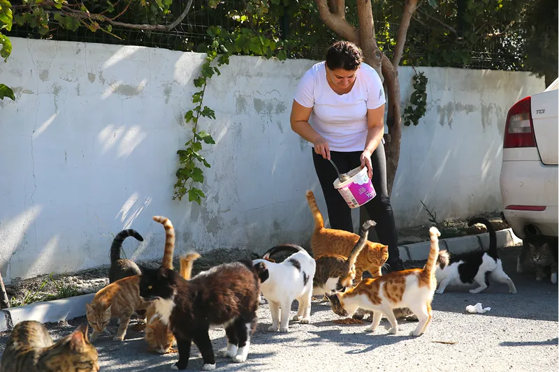 Depremzede kadın, sahipsiz kedilere kucak açtı 