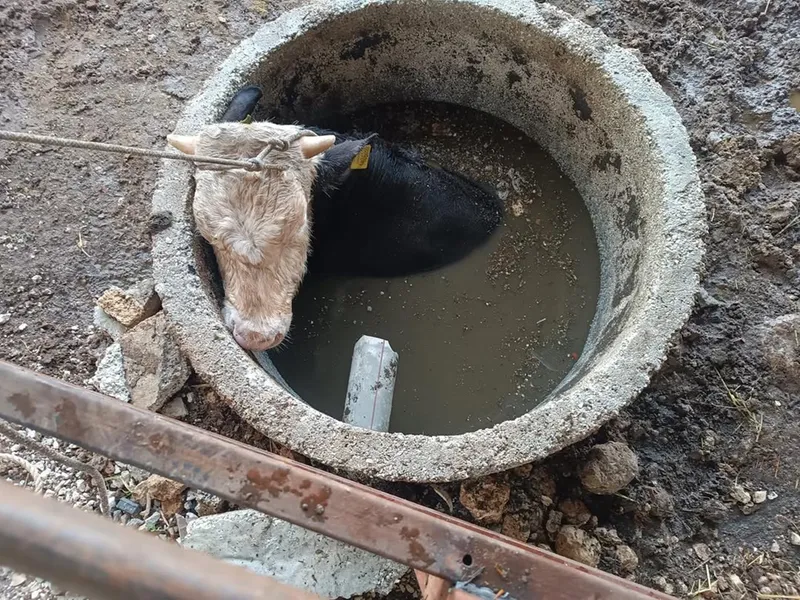 Altınözü ilçesinde kuyuya düşen ineği itfaiye çıkardı