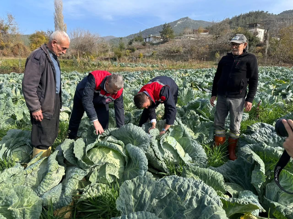 Hasanbeyli’de lahana hasadı yapıldı