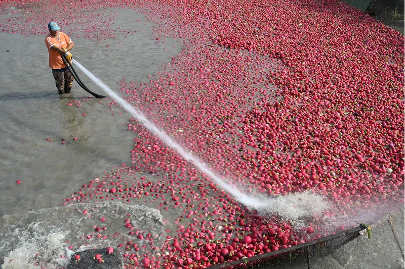 Tescilli turpları hasat eden çiftçilerin Savrun Çayı