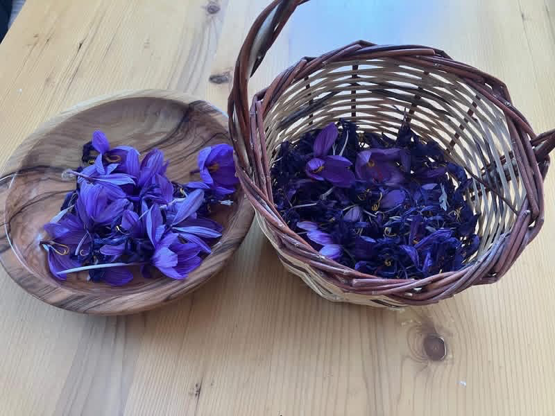 Osmaniye’de safran yetiştiriciliğinden olumsu sonuçlar alınmaya başlandı 