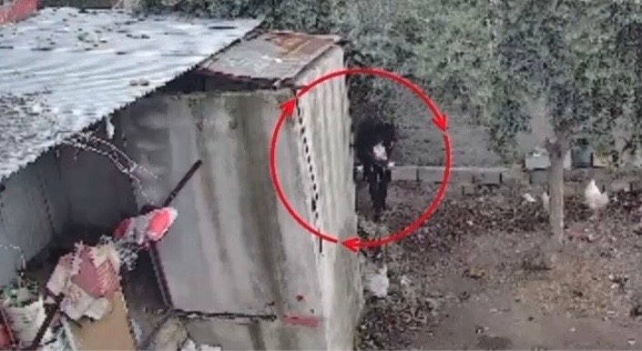 Osmaniye’de mavi yumurtlayan tavukları çalan şüpheli polis tarafından yakalanıp tutuklandı