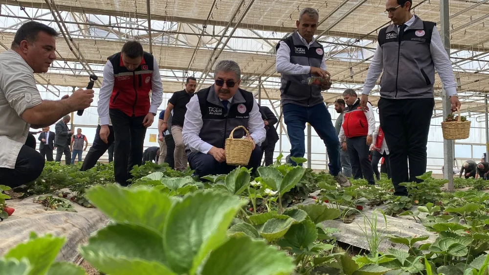 Val Yılmaz, huzurevinde kalan büyükler ve koruma altındaki çocuklar, çilek hasadı yaptı
