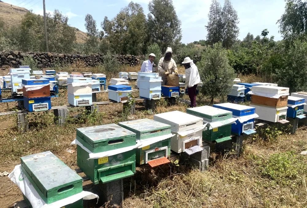 Osmaniyeli arıcılardan küresel ısınmaya karşı teknolojik önlem