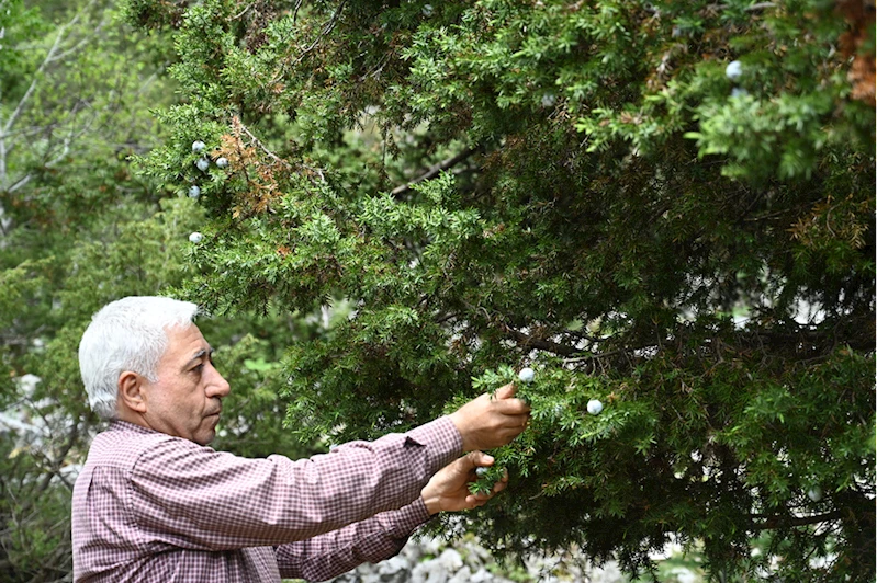 Andız kozalaklarının çekirdekleri Mustafa ustanın elinde tescilli tespihe dönüşüyor