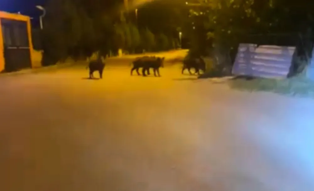 Dağda Açkalan Domuzlar Şehre İndi