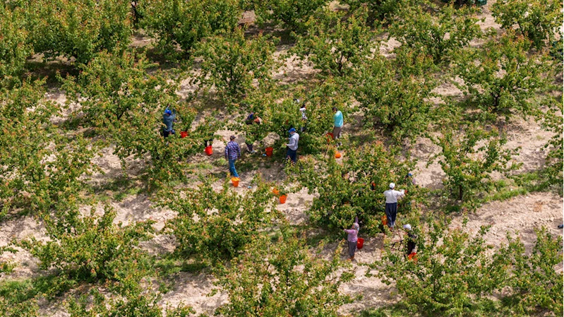 Tescilli Mut kayısısında hasat başladı