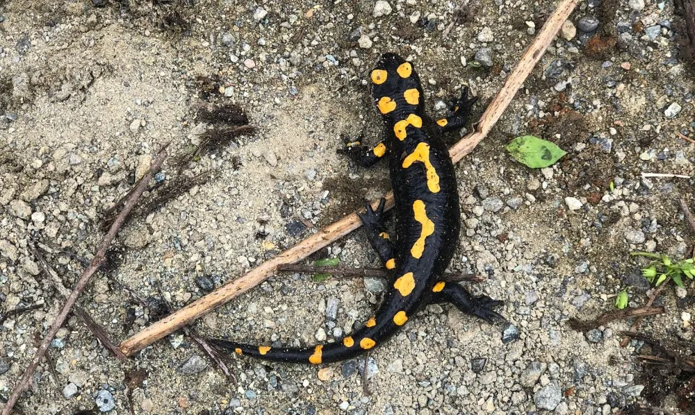 Osmaniye’de nesli tehlike altındaki sarı benekli semender görüldü