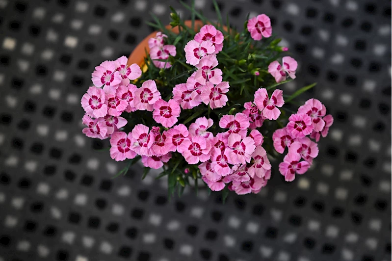 Yıl boyunca çiçekli kalan iki yeni karanfil çeşidi geliştirildi