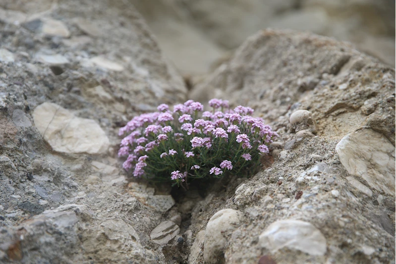 Milli park ilan edilen Geben Vadisi