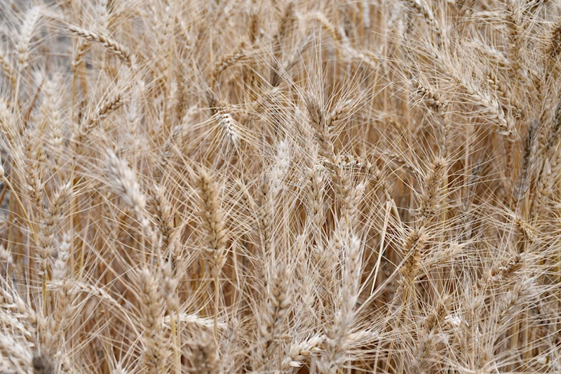 Adana Çiftçiler Birliği Başkanı Doğru, hububat alım fiyatlarını değerlendirdi