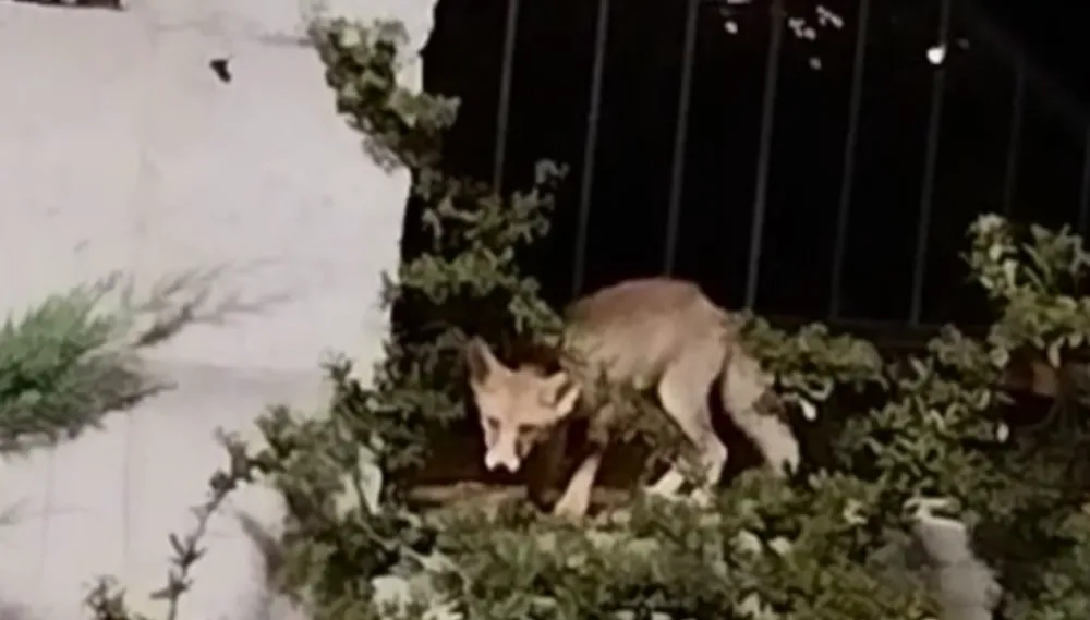 Osmaniye’de aç kalan tilki yerleşim yerine indi, o anlar kamerada 