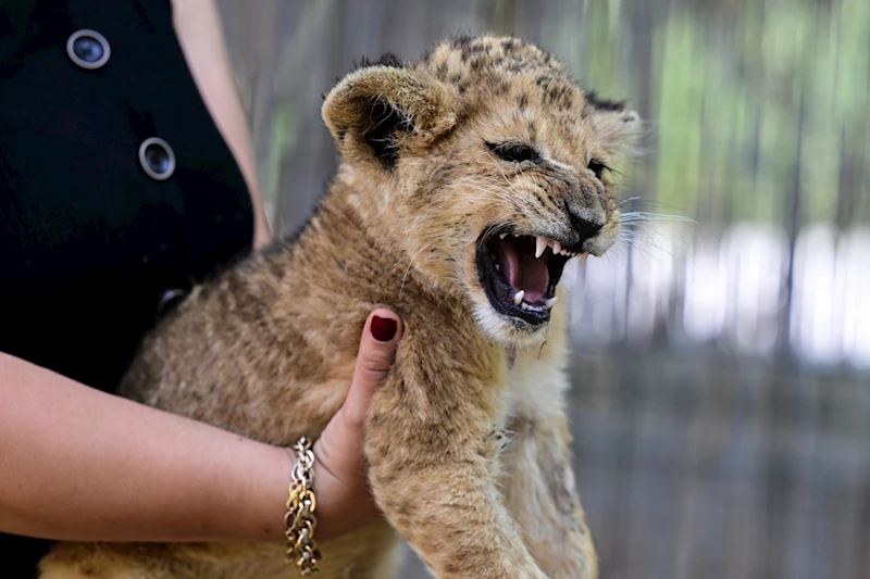 İkiz aslan yavruları 