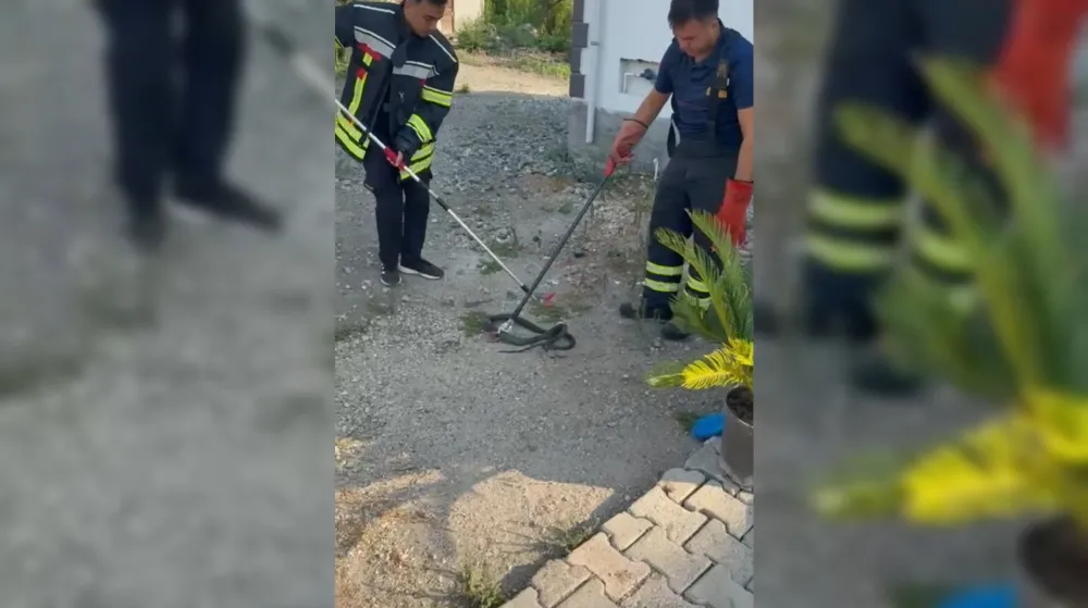 Bahçeye giren yılanlar yakalanarak doğaya salındı, itfaiye eri yılana su içirdi