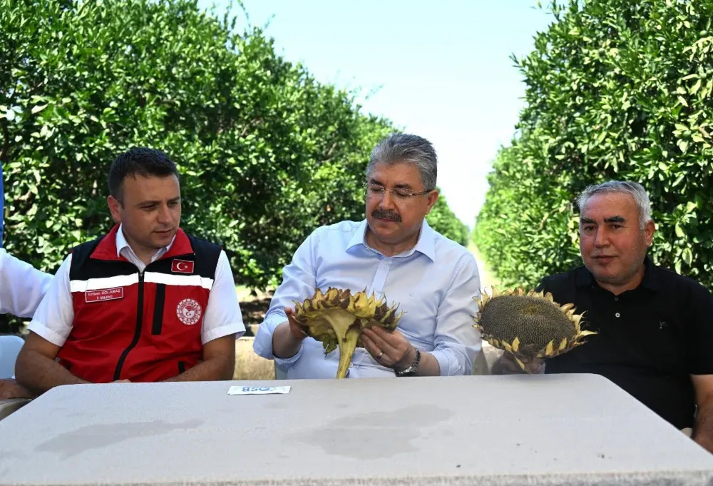 Vali Yılmaz, ayçiçeği hasadı yaptı