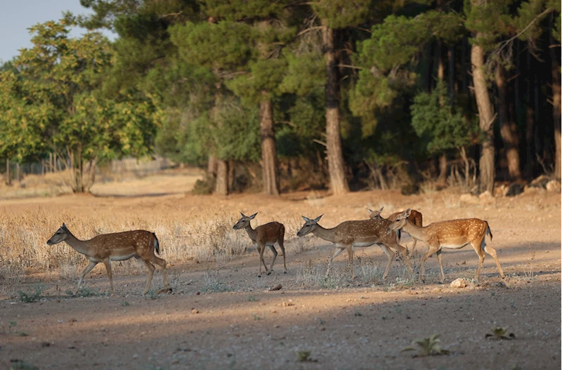 Nesli tükenme tehlikesi altındaki alageyikler bu yıl 11 yavru dünyaya getirdi