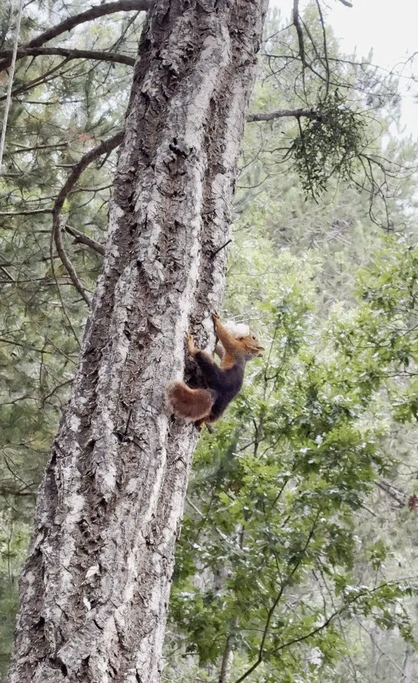 Osmaniye’de çam ağacındaki ekmeği alan sincap sevimliliğiyle büyüledi