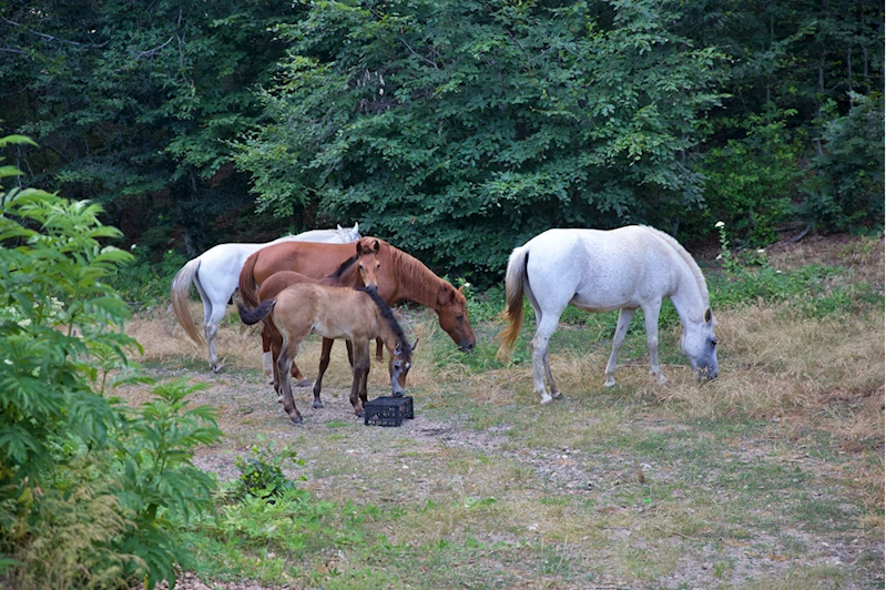Osmaniyeli yetiştirici, yarışlara hazırladığı atları kas gelişimi için 6 ay yaylada bırakıyor