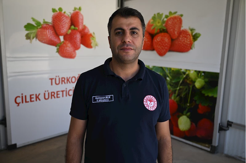 Devlet desteğiyle kurulan soğuk hava deposunda saklanan çilekler 50 ülkeye gönderiliyor