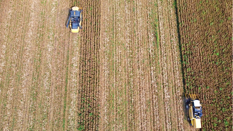 Mısırda 463 bin ton rekoltenin beklendiği Osmaniye