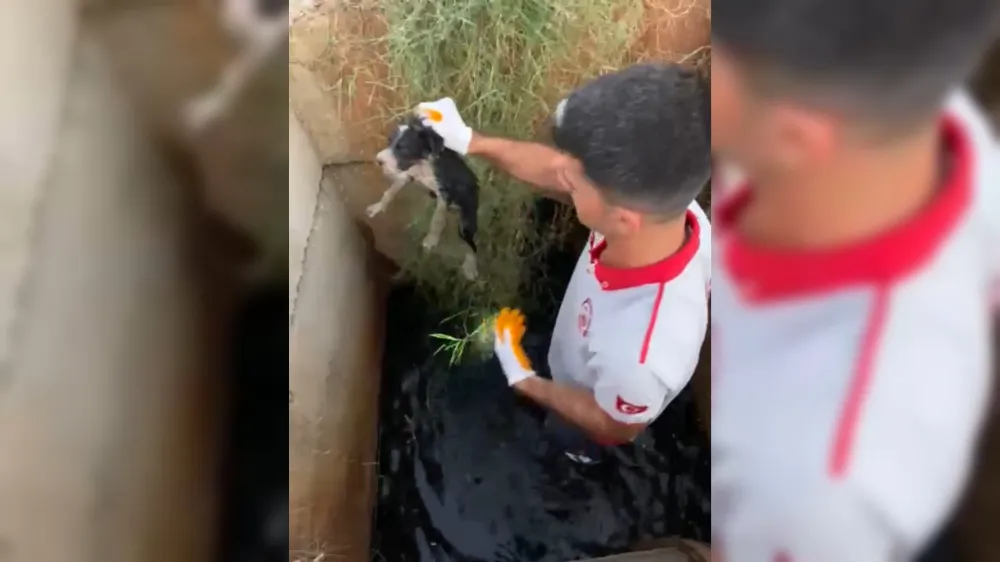 Osmaniye OSB’de atık su kuyusuna düşen yavru köpekler kurtarıldı