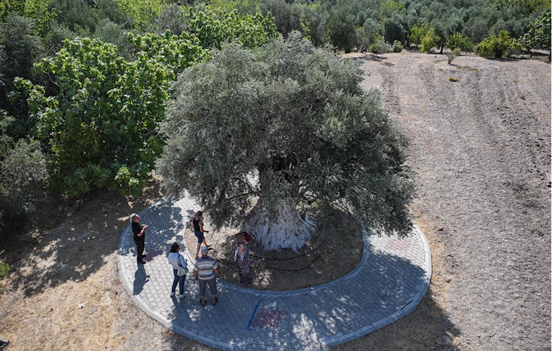 Yıllara meydan okuyan 1316 yaşındaki anıt ağaç zeytin vermeye devam ediyor 