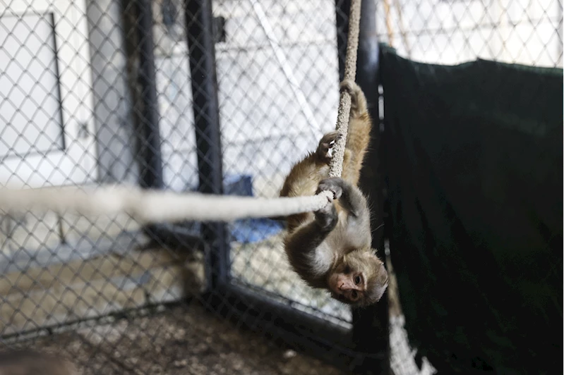 Kötü muamelede bulunulan maymun, Mersin