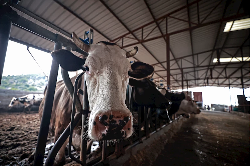 Şap hastalığına karşı karantina tedbiri uygulanan Mersin