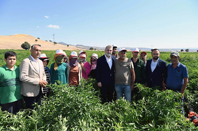 Coğrafi işaret tescilli Maraş biberinde hasat başladı