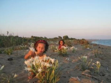 Yumurtalık ?Ta Kum Zambakları Korumaya Alındı