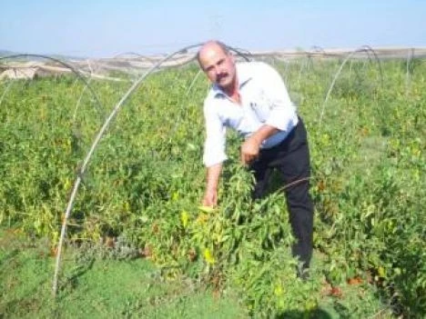 Yumurtalık Karaisalı Biberine Rakip Oldu