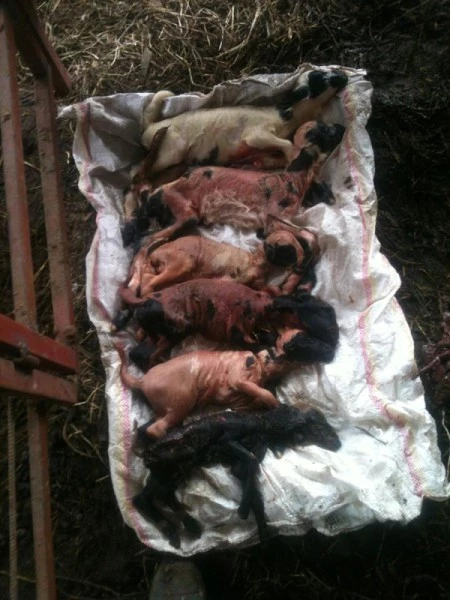 Koyun tek seferde 6 kuzu doğurdu