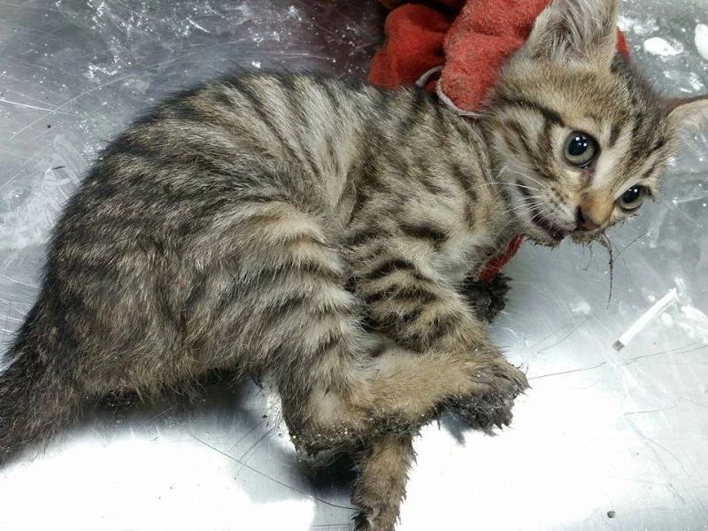 Kedi, fare için kurulan tuzağa düştü