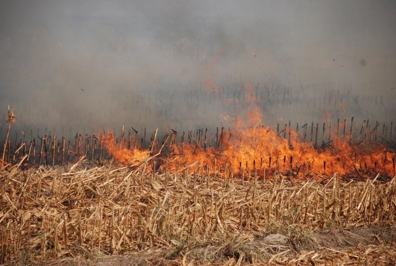 Anız yakanlar, kendilerine ve ülke ekonomisine zarar veriyor