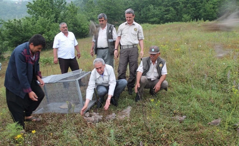Osmaniye`de kınalı keklikler doğayla buluştu