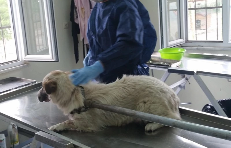 Sokak köpeğinin alt ve üst çenesine doku nakli yapıldı