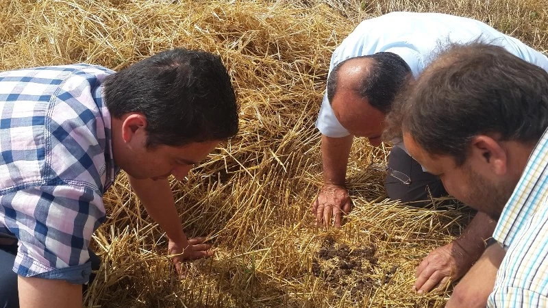 Biçerdöverle hasatta dane kaybı kontrolleri yapıldı