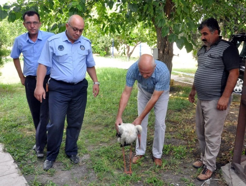 Uçamayan Leylek tedavi altına alındı
