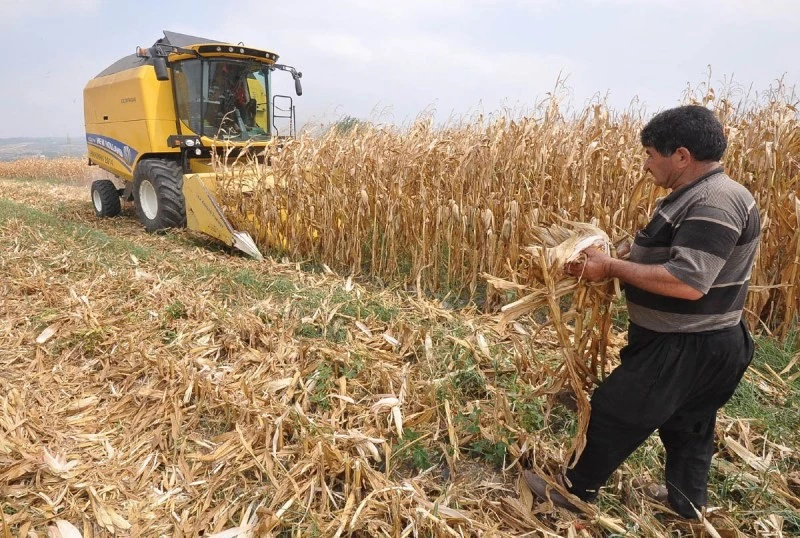 Mısırda ekim alanı yüzde 5, rekolte ise yüzde 1 arttı
