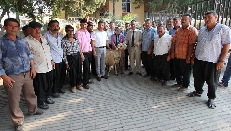 Yetiştiricilere Akkaraman ırkı koç dağıtıldı?