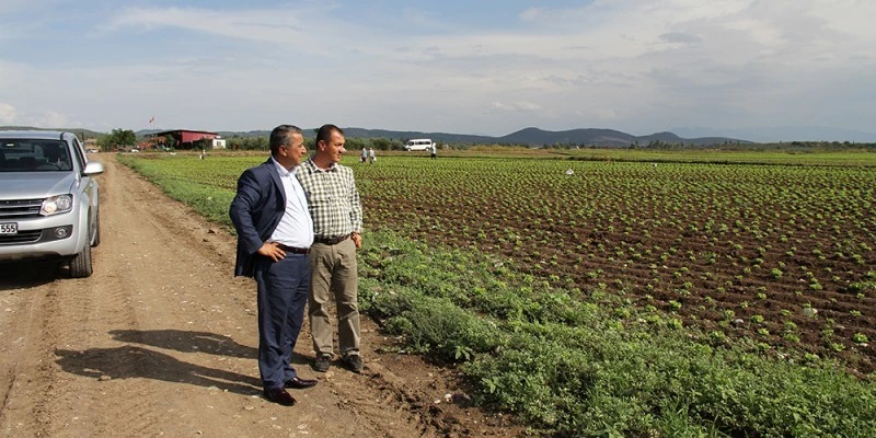 Osmaniye yörenin en geniş maydanoz ekim alanına sahip oluyor