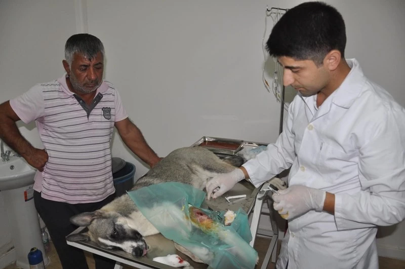 Osmaniye`de köpeğin ayağındaki kurşun ameliyatla çıkarıldı