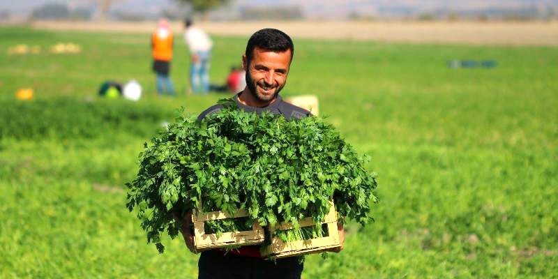 Maydanoz yetiştiriciliğinde başarı elde edildi