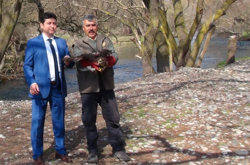 Yaralı Kartal ve Şahin, tedavilerinin ardından doğaya bırakıldı