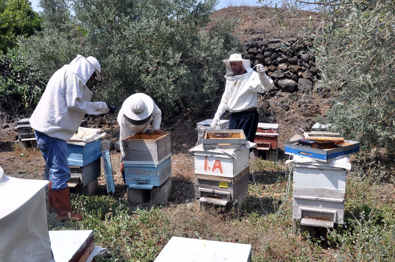 Osmaniye`de ilk kez, arı zehri sağımı yapıldı