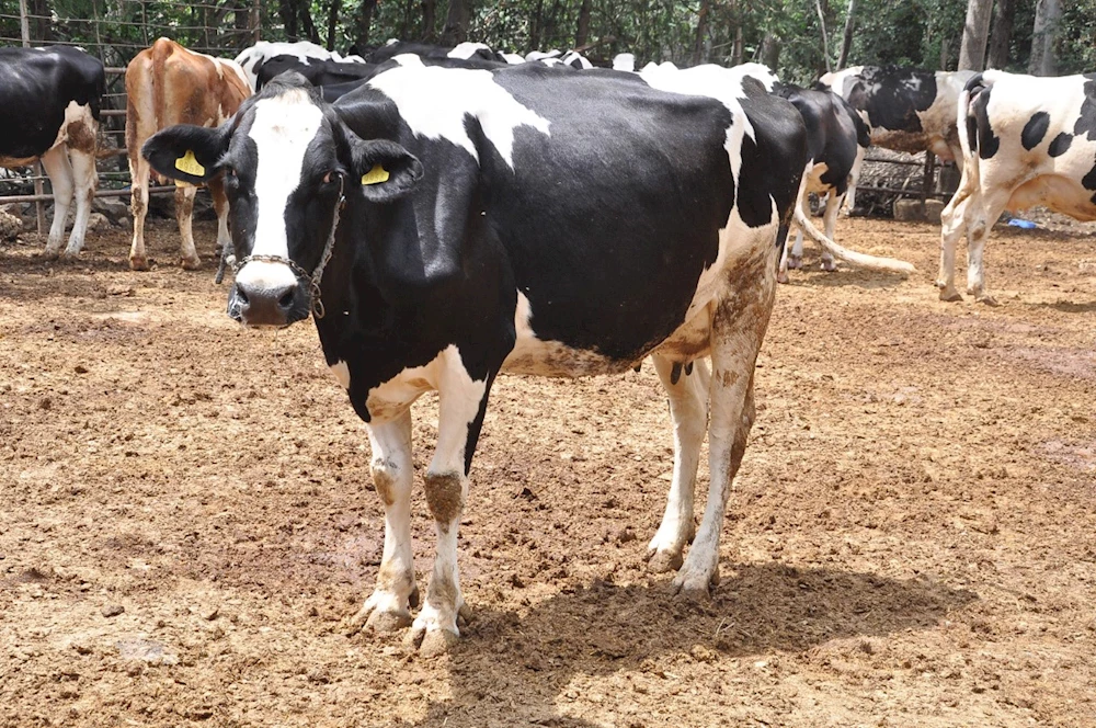 Osmaniye`de Damızlık Düve Yetiştiriciliği Projesi Başladı