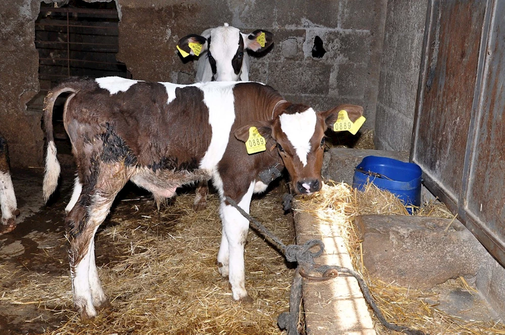 Buzağı desteklemesi için başvurular başladı