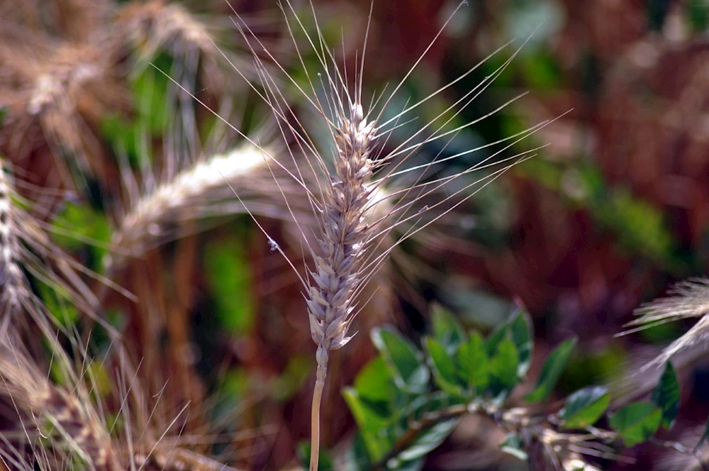 Bir yanda hasat, bir yanda ekim yapıldı