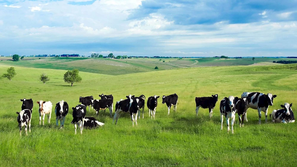 Damızlık Düve Projesine hibe desteği
